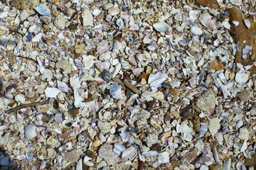 A pattern of Seashells of numerous mollusks thrown ashore by the ocean
