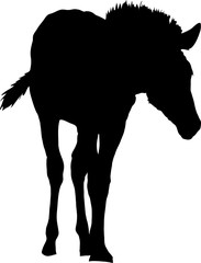 Silhouette of a hartmann mountain zebra - digitally hand drawn vector illustration