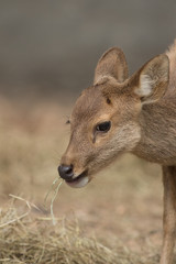 Deer in zoo