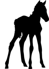 Silhouette of a garub desert wild horse kitten - digitally hand drawn vector illustration
