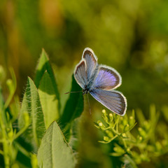 Fototapeta premium beautiful butterfly collects nectar from meadow flowers