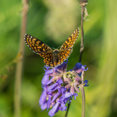 beautiful butterfly collects nectar from meadow flowers