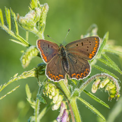 beautiful butterfly collects nectar from meadow flowers