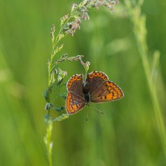 beautiful butterfly collects nectar from meadow flowers