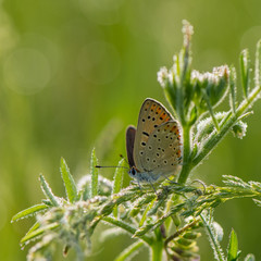 beautiful butterfly collects nectar from meadow flowers