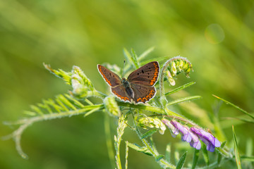 beautiful butterfly collects nectar from meadow flowers