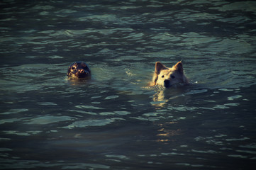 nadando en compa&ntilde;&iacute;a