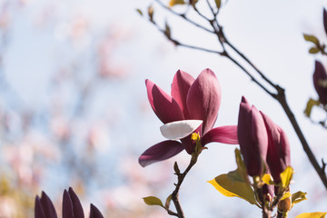 Blooming lilac magnolia in spring garden