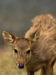 Deer in zoo