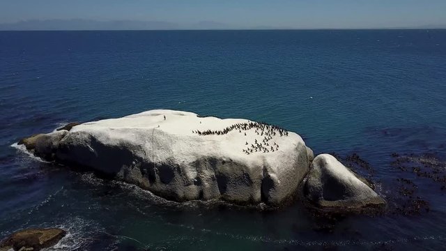 Aerial over rock located in sea and on the rock a large population of small penguin on horizon only the quiet sea is seen and furthermore the group of birds walking around on the sun warmed rock 4k