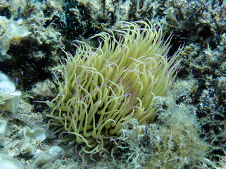 Naklejka na ściany i meble Under water shot of beautiful sea anemone