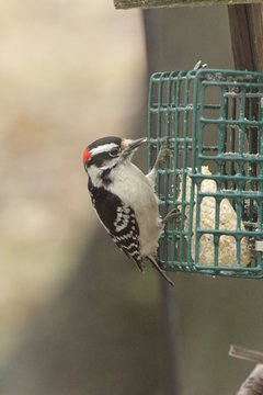 Illinois Woodpeckers At Suet Feeder