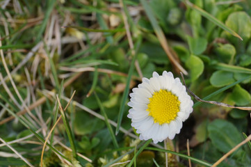 Weißes Gänseblümchen auf einer Frühlingswiese (Bellis perennis)