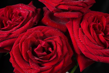 Red roses on a black background