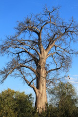 Fototapeta na wymiar Baobab, Sambia