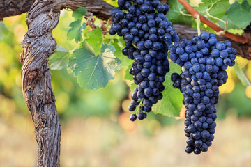 Two perfect bunches of red wine grapes in vineyard with warm background color.