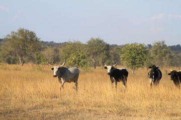 Fototapeta na wymiar Afrikanische Kühe