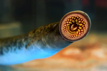 Wandcirkels plexiglas lamprey fresh fish © GDM photo and video