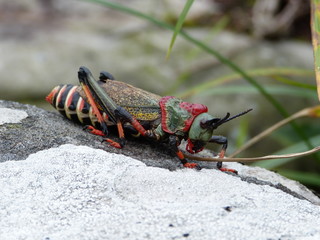 An african locust