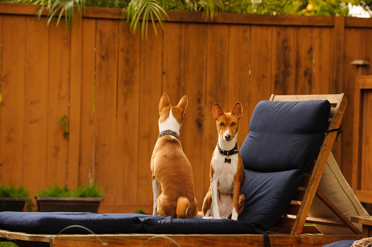 Two Basenji Dogs Sitting On Lounge Chair In Wood Fenced Yard