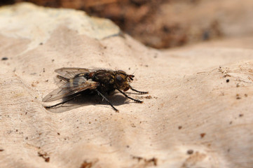 Macro of big fly on old wall