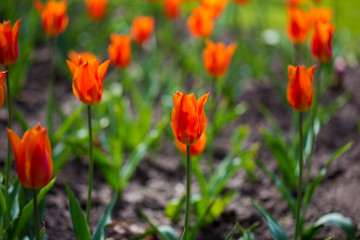 Many beautiful red tulips in a botanical garden. Kiev. Ukraine.