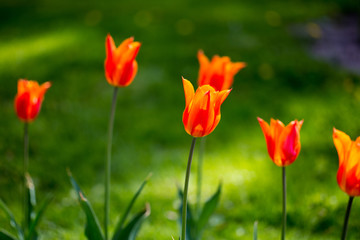 Fototapeta na wymiar Many beautiful red tulips in a botanical garden. Kiev. Ukraine.