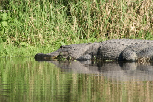 Florida Alligator on Myakka River