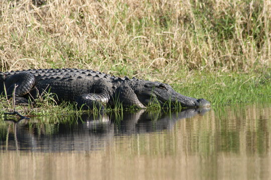 Florida Aligator on Riverbank