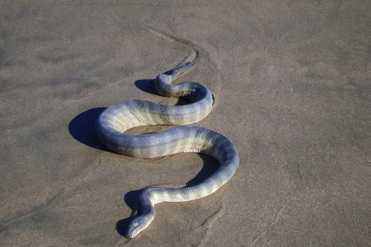 Laticauda or sea kraits are a genus of venomous elapid snakes from the family Hydrophiinae. Sea snake. Banded sea snake. Indonesia, Nusa Penida.