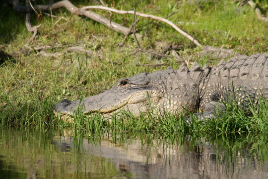 American Alligator on Florida Shoreline