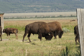 Fototapeta na wymiar buffalo at yellowstone