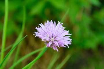 Chive flower