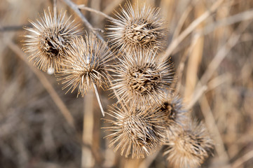 Closeup of Burs in the Autumn 2