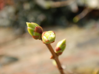 green bug on a plant in spring