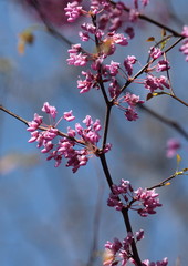 Spring bloom