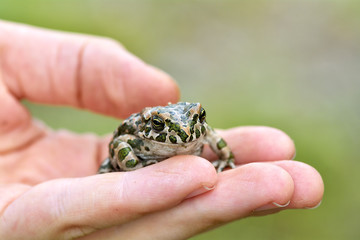 Green toad (Bufo viridis) on boy hand