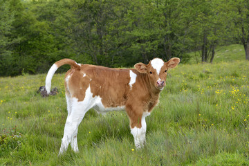 Fototapeta na wymiar Beautiful little calf in green grass