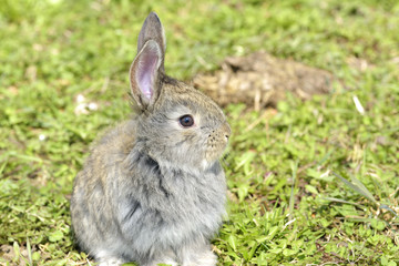 Fototapeta premium little rabbit is on a pasture
