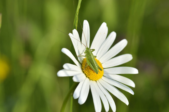 close up grasshopper with daisy flower