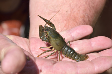 little crayfish ( Astacus astacus ) on hand with clow in focus