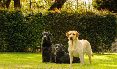 Three Labrador Retrievers on grass yard