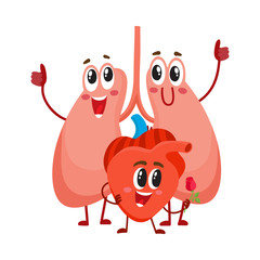 Obraz premium Funny, smiling human lungs and heart characters, internal organs in the chest, cartoon vector illustration isolated on white background. Healthy human lungs and heart characters, health care concept
