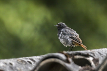 Haurotschwanz (Phoenicurus ochrurus)
