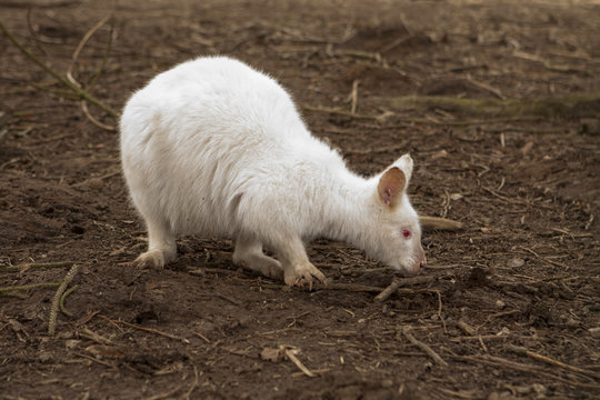 Albino wallaby eet wat.