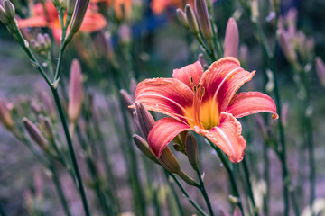 Obraz premium Frühlingsblumen