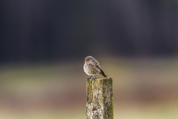 Haurotschwanz (Phoenicurus ochrurus)