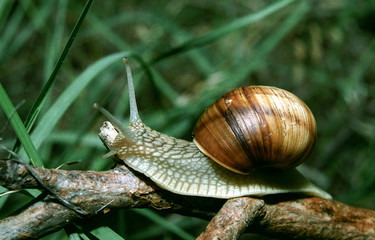 Helix pomatia, common names the Burgundy snail, Roman snail, edible snail or escargot