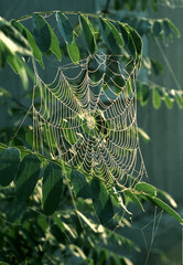 The web that shines in the rays of the morning sun