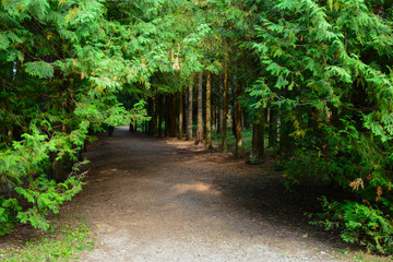 Beautiful forest landscape